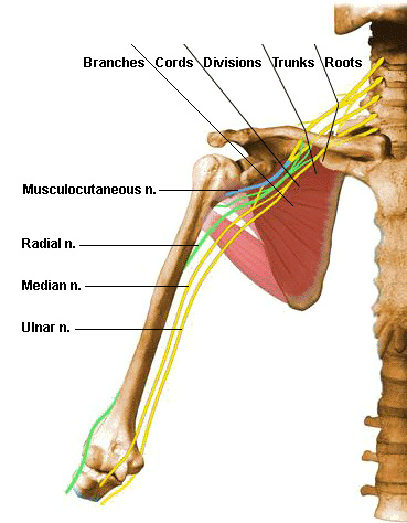 "entrapped" by muscles, tendons or ligaments as they move along their path 