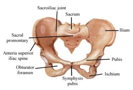 The image “http://www.victorchiropractic.com/sitebuilder/images/Pelvis-454x309.jpg” cannot be displayed, because it contains errors.